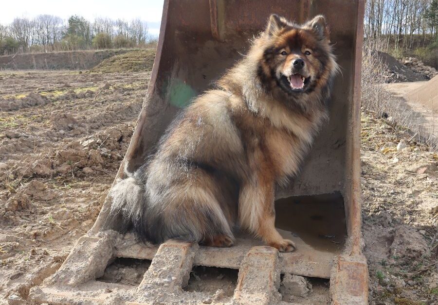Allevamento cane eurasier Ravenna: cuccioli sani e ben socializzati