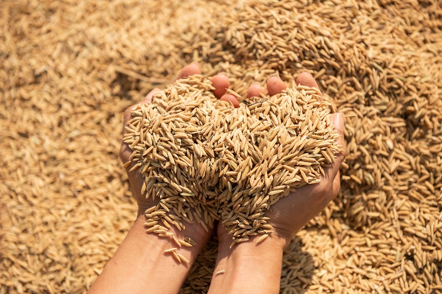 Stoccaggio Cereali: Soluzioni Sicure e Affidabili Conto Terzi  
